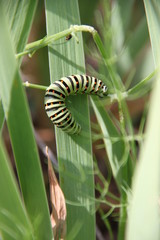 chenille en déplacement
