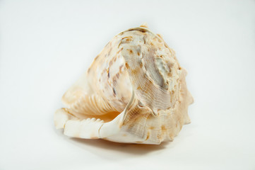 Fototapeta na wymiar Sea Shell