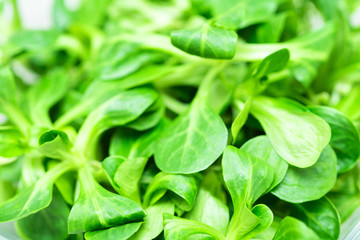 Green salad leaves background.