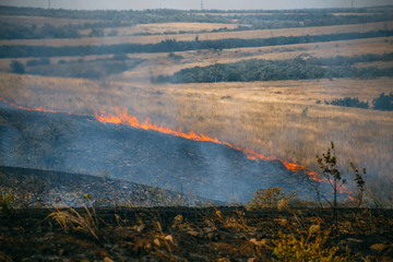 Burning dry grass on field, natural fire, summer wildfire
