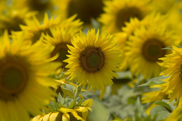 Obraz premium Sonnenblumen