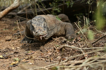 Gigantic komodo dragon in the beautiful nature habitat on a small island in Indonesian sea, Varanus komodoensis, very dangereous wild animals, prehistoric creatures on forgotten place on the earth.