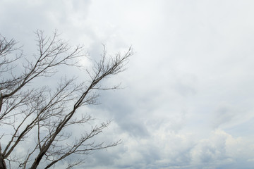 Dry trees die and sun burns with drought.
