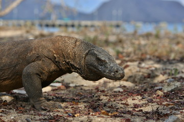 Gigantic komodo dragon in the beautiful nature habitat on a small island in Indonesian sea, Varanus komodoensis, very dangereous wild animals, prehistoric creatures on forgotten place on the earth.