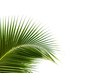 green leaf coconut on white background