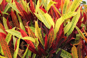 Croton Mad&egrave;re