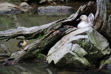 Mother Duck with Chick in her Nest / Osttirol, Tyrol, Austria during Summer