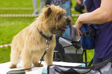 Small dog close-up