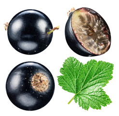 Black currants. File contains clipping paths.