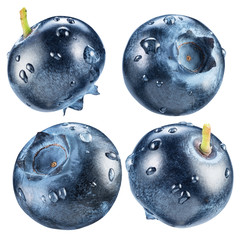 Four blueberries with water drops. Macro shot. Clipping path.