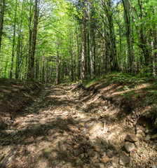 The road in the montain. Summer landscape in forest.