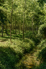 Fototapeta na wymiar ditch and poplars wood near Motta Visconti, Italy