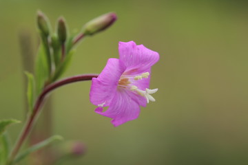 Fototapeta premium Blossoming Epilobium hirsutum, the great hairy willowherb