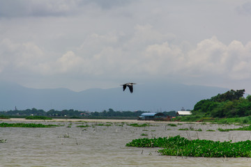 swamp