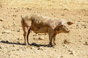 muddy pig on dirt ground, Italy