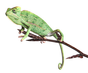 chameleons - Chamaeleo calyptratus on a branch isolated on white