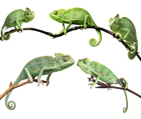 Foto op Canvas chameleons - Chamaeleo calyptratus on a branch isolated on white © Vera Kuttelvaserova