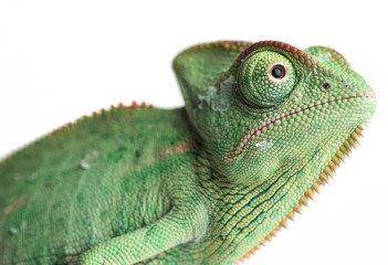 chameleon - Chamaeleo calyptratus on a branch isolated on white