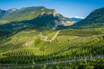 View down the idyllic vineyards and fruit orchards of Trentino Alto Adige, Italy. Trentino South Tyrol.