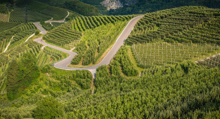 View down the idyllic vineyards and fruit orchards of Trentino Alto Adige, Italy. Trentino South Tyrol.