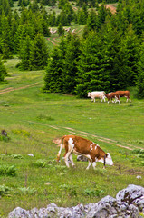 Fototapeta na wymiar Cows and sheeps on a mountain meadow at summer, mount Beljanica, Serbia