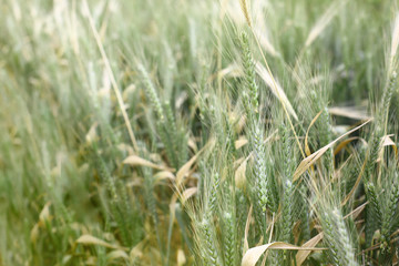 The rye crop on the field