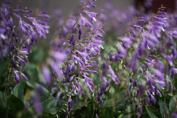 beautiful natural wild flower