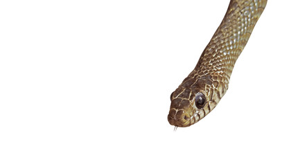 Oriental Rat Snake on White Background, Clipping Path