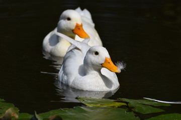 Swimming white ducks