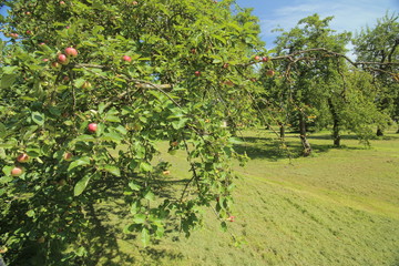 Fototapeta na wymiar Apple orchard located in Luessow, Mecklenburg-Vorpommern, Germany