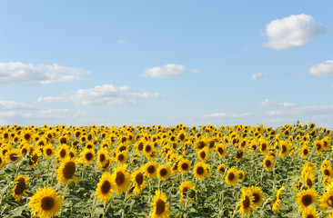 Obraz premium Sunflower field and clear sky