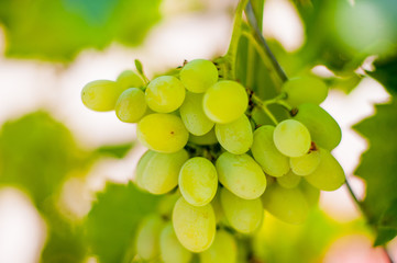 White grapes. Autumn harvest of grapes. A bunch of grapes grows on a vine
