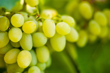 White grapes. Autumn harvest of grapes. A bunch of grapes grows on a vine