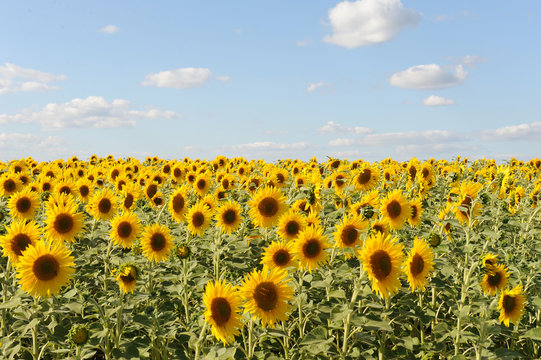 Sunflower field and clear sky
