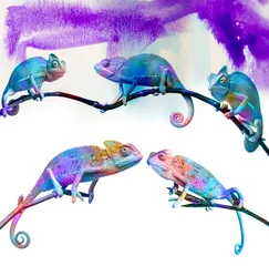 Papier Peint photo Lavable Caméléon chameleons -  on a branch and colors