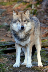 Naklejka na ściany i meble Der Wolf - canis lupus