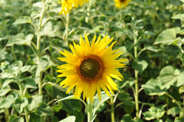 Sunflower closeup in a field