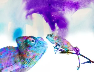 Foto op Plexiglas kameleons - en kleuren op witte achtergrond © Vera Kuttelvaserova