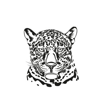 Black and white vector sketch of a muzzle of a jaguar