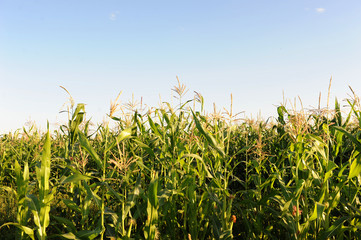 Corn field on a sunny day