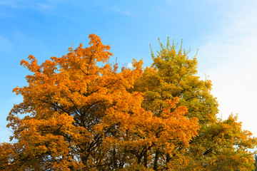 Autumn background with yellow leaves and sky.