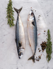 Fresh raw fish mackerel on the table with fresh herbs and spices