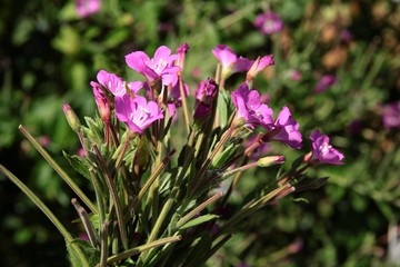 purple flowers of willowherb wild plant