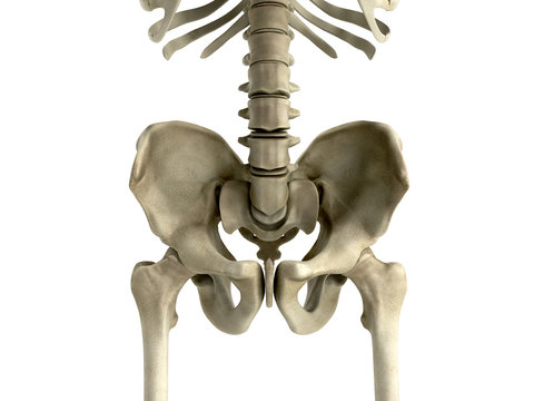 3D rendering medical illustration of the pelvis bone on white