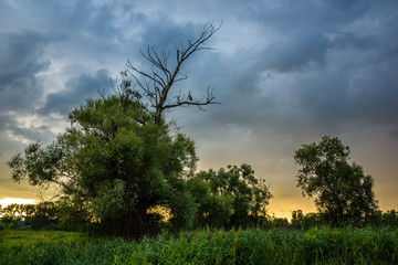 Beautiful twilight over the meadow and lonely tree near Jeziorka river, Poland