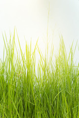 Obraz premium Grassy background with warm golden light, beautifu