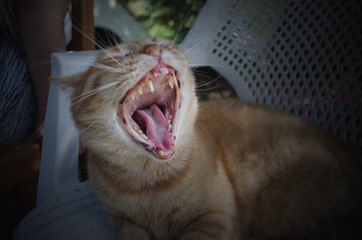 b&acirc;illement de chat 