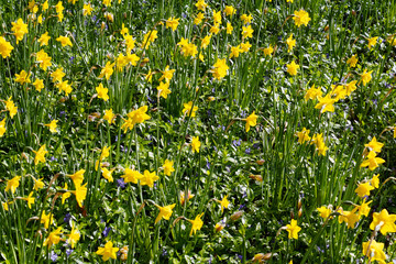 flower in nederland