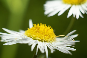 Obraz premium Forest daisy in summer