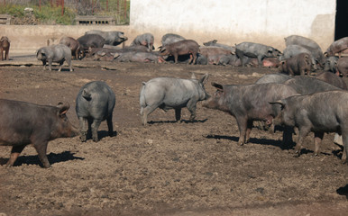 Iberian pig on the farm
